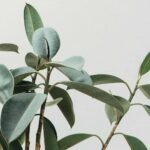 Cómo propagar plantas de árboles de caucho: una descripción general de todas sus opciones