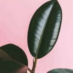 7 consejos para cultivar hojas de árboles de caucho más grandes y saludables