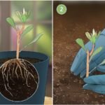Guía completa del cultivo y cosecha de flores proteas