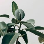 Separación de plantas de árboles de caucho: cómo y cuándo hacerlo