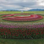 Los mejores festivales de flores: información confiable y localización