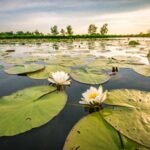 Flores de loto: historia, simbolismo y significado