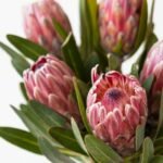 Características únicas de las flores proteas: una admiración