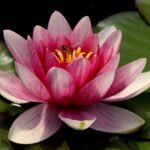 Guía completa para fotografiar flores de loto en su entorno natural