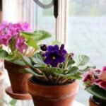 Las flores resistentes para exteriores: descubre las más duraderas