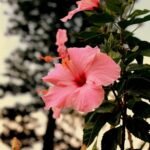 Cuidado de flores exóticas de Hawái en tu jardín: consejos y técnicas