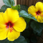 Mejora la preservación de flores exóticas en climas cálidos o húmedos