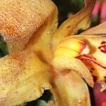 Especies de flores exóticas en peligro: protección y conservación