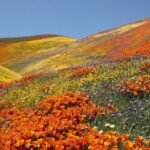 Épocas ideales para ver flores exóticas en su hábitat natural
