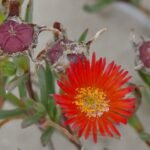 Cultivar flores exóticas: trucos y consejos para tu hogar o jardín