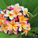 Las 10 flores exóticas más hermosas: descubre su belleza única