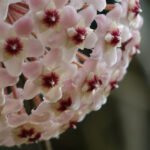 Secretos para arreglos con flores exóticas: Técnicas de conservación