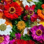 Cómo el turismo floral ayuda a conservar especies de flores exóticas