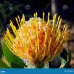 Especies de flores proteas: variedades encontradas en todo el mundo