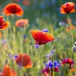 Beneficios de las flores para la salud mental: respaldados por estudios