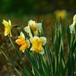 Época ideal para plantar narcisos y crear un jardín primaveral hermoso
