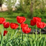 Mejor época para plantar tulipanes y tener un jardín colorido
