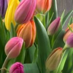 Tulipanes: Origen y Popularidad de Estas Hermosas Flores